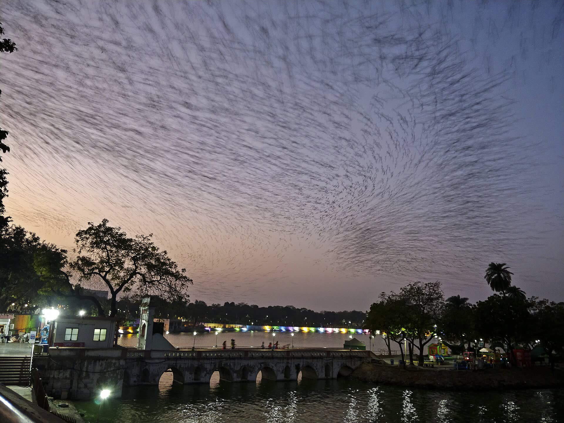 Rosy starlings swirling over Kankaria Lake at dusk, the bridge lights reflected in the water.