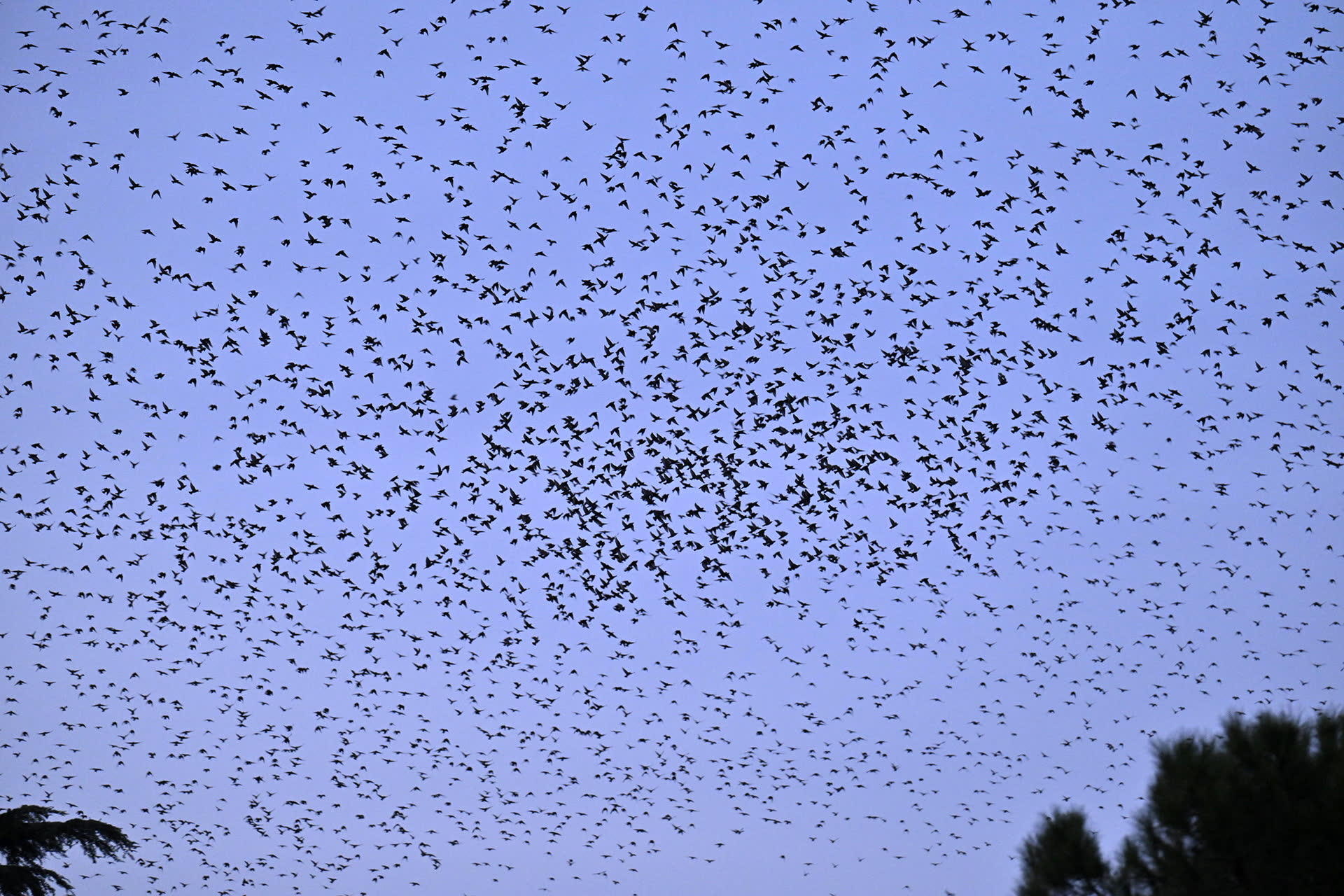 A dense murmuration of starlings over Rome's Termini station against a violet evening sky.