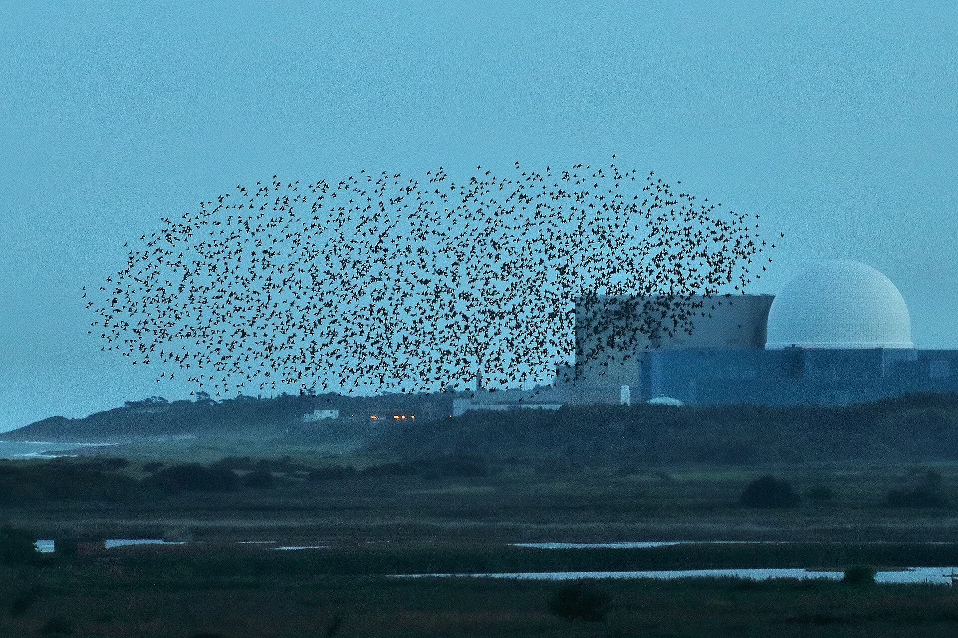 A murmuration of starlings sweeping past the Sizewell power station at dusk.